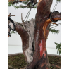 Taxus baccata I-8384 view 5