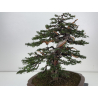 Taxus baccata I-8384 view 6