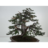 Taxus baccata I-8384 view 7