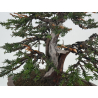 Taxus baccata I-8384 view 8