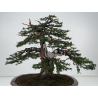 Taxus baccata I-8384 view 9