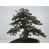 Taxus baccata I-8384