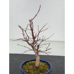 Acer palmatum deshojo I-8385