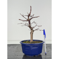 Acer palmatum deshojo I-8386