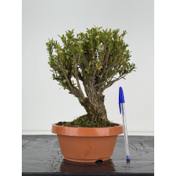 Buxus -boj- harlandii I-8388