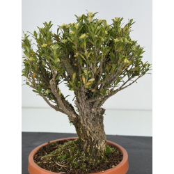 Buxus -boj- harlandii I-8388 vista 2