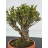 Buxus -boj- harlandii I-8388 vista 2