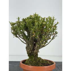 Buxus -boj- harlandii I-8388 vista 3