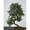 Elaeagnus pungens I-8390 vista 2