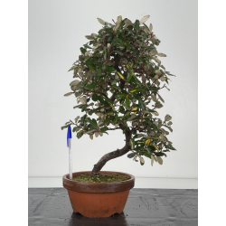 Elaeagnus pungens I-8390