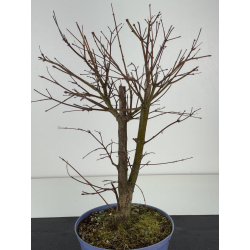 Acer palmatum yamamomiji I-8391 view 2