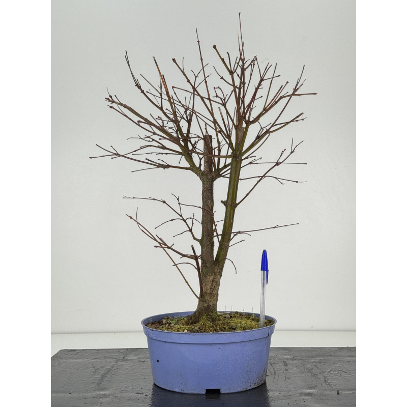 Acer palmatum yamamomiji I-8391