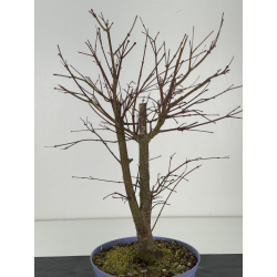 Acer palmatum yamamomiji I-8391 view 3