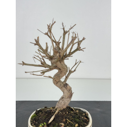 Punica granatum nejikan I-8392 view 2