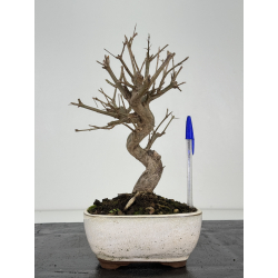 Punica granatum nejikan I-8392