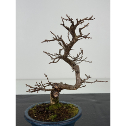 Carpinus turczaninovii  I-8394 view 2