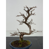 Carpinus turczaninovii -carpe coreano- I-8354 vista 2