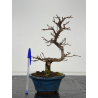 Carpinus turczaninovii -carpe coreano- I-8354