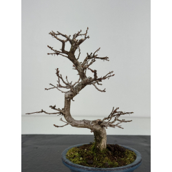 Carpinus turczaninovii  I-8394 view 3