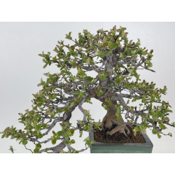 Pseudocydonia sinensis I-8398 view 2