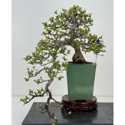 Pseudocydonia sinensis I-8398