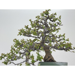 Pseudocydonia sinensis I-8398 view 3