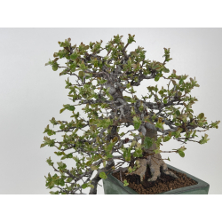 Pseudocydonia sinensis I-8398 view 4