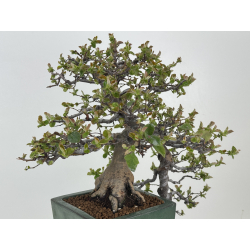 Pseudocydonia sinensis I-8398 view 5