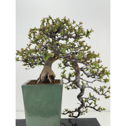 Pseudocydonia sinensis -membrillero chino- I-8398 vista 6