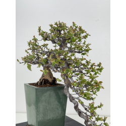 Pseudocydonia sinensis I-8398 view 7