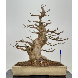 Acer buergerianum I-8399