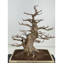 Acer buergerianum I-8399 vista 2