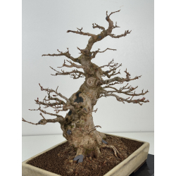 Acer buergerianum I-8399 vista 3