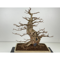 Acer buergerianum I-8399 vista 4