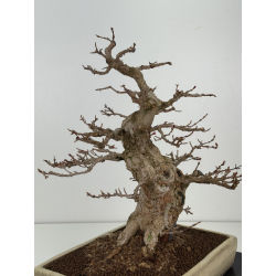 Acer buergerianum I-8399 vista 5