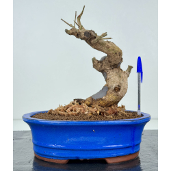 Punica granatum nejikan I-8413