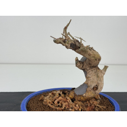 Punica granatum -granado- nejikan I-8413 vista 2