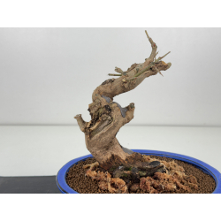 Punica granatum -granado- nejikan I-8413 vista 3