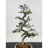 Elaeagnus pungens I-8401 vista 2