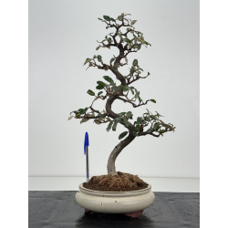 Elaeagnus pungens I-8401