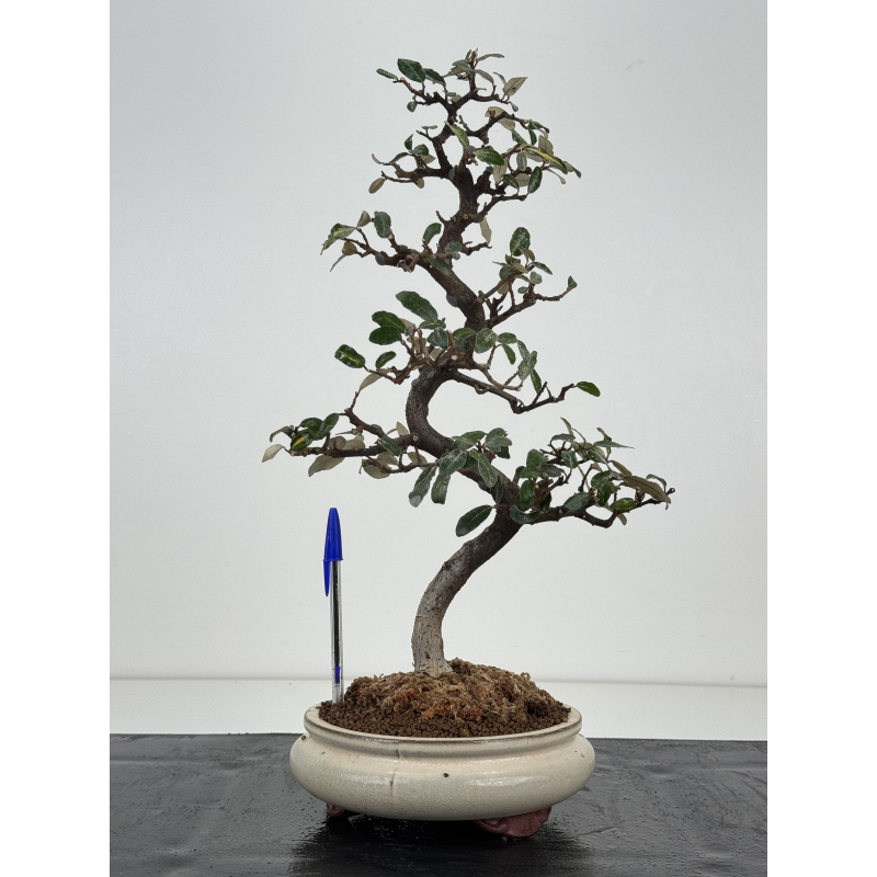 Elaeagnus pungens I-8401