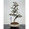 Elaeagnus pungens I-8401