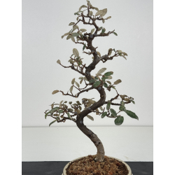 Elaeagnus pungens I-8401 vista 3