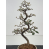 Elaeagnus pungens I-8401 vista 3