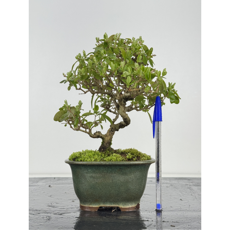 Ligustrum japonica -ibota- I-8403