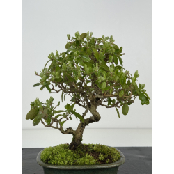 Ligustrum japonica -ibota- I-8403 view 2