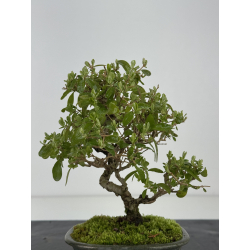 Ligustrum japonica -ibota- I-8403 view 3