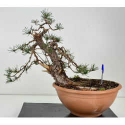 Pinus sylvestris -pino s- europeo- I-8411