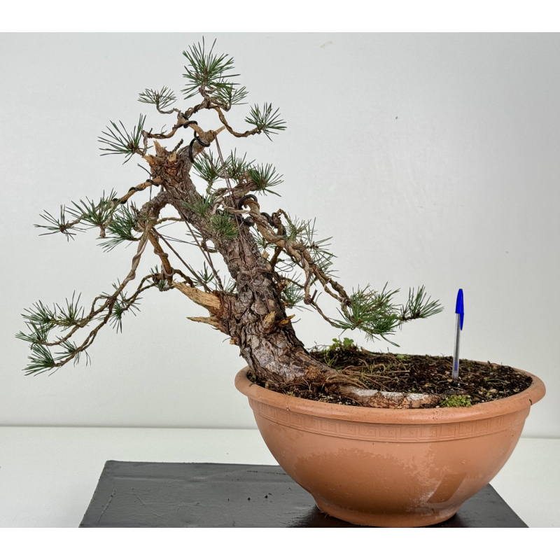 Pinus sylvestris -pino s- europeo- I-8411