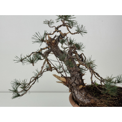 Pinus sylvestris -pino s- europeo- I-8411 vista 2